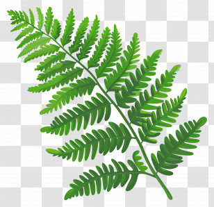 Fern Leaf - Tropical Green Fern Leaf Illustration Transparent PNG