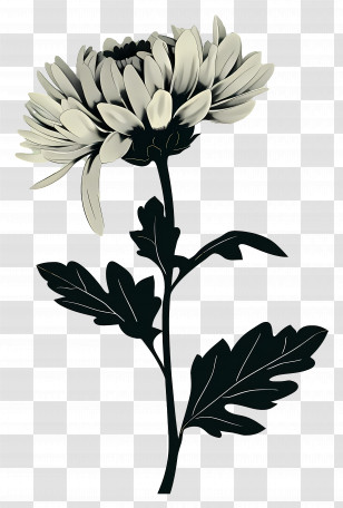 White Chrysanthemum - White Chrysanthemum Silhouette Transparent PNG