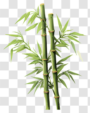 Flat Bamboo Stem - Green Bamboo Stalks With Leaves Transparent PNG
