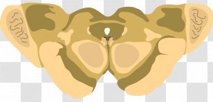Superior Colliculus Inferior Midbrain Brainstem Corpora Quadrigemina - Silhouette - Brain Transparent PNG