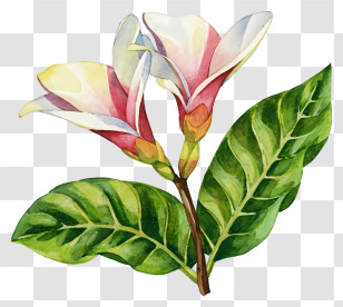 Watercolor Painting - Beautiful Flower With Green Leaves Artwork Transparent PNG