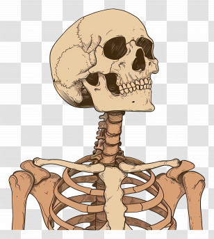 Skeleton - Detailed Human Skeleton Illustration With Skull And Rib Cage Transparent PNG