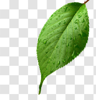 Leaf - Green Leaf With Water Droplets Illustration Transparent PNG
