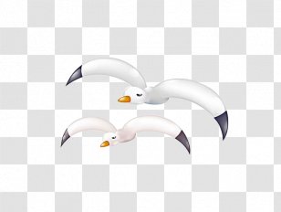 Gulls Bird European Herring Gull Common - Flightless - Cartoon Transparent PNG
