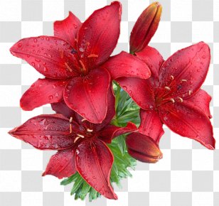 Birthday Greeting Card Ansichtkaart Daytime Holiday - Flower - Floral Decoration Vector Material Transparent PNG