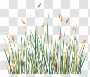 Tall Grass - Illustration Of Cattail Plants In A Natural Setting Transparent PNG