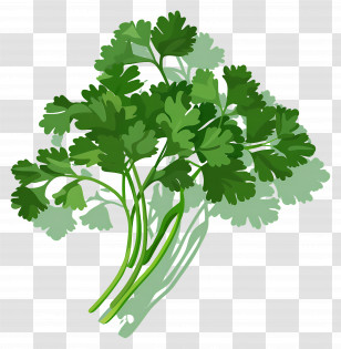 Cilantro - Fresh Green Coriander Leaves Illustration Transparent PNG