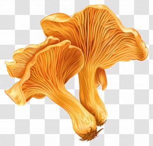Chanterelle Mushroom - Golden Wild Mushrooms Illustration Transparent PNG