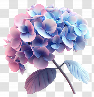 3d Flower - Blooming Pastel Hydrangea Flower Transparent PNG