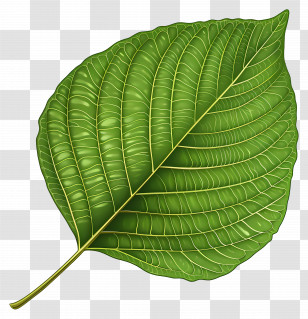 Bodhi Tree Leaf - Detailed Green Leaf Illustration Transparent PNG