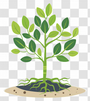 Tree Growing - Green Plant With Soil Illustration Transparent PNG