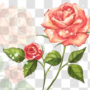Garden Roses Flower Clip Art - Rose Family Transparent PNG
