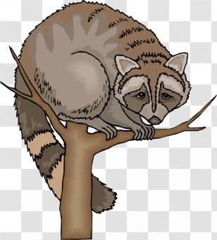 Baby Raccoon Tree Clip Art - Fur - Funny Cliparts Transparent PNG