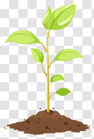 Seedling - Young Green Plant Growing In Soil Transparent PNG