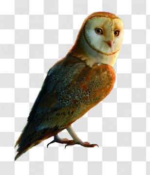 Bird Feather Little Owl Parakeet 10 December - Perico Transparent PNG