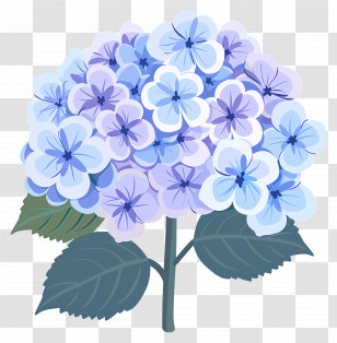 Hydrangea Flower - Beautiful Purple Cartoon Hydrangea Flower Transparent PNG