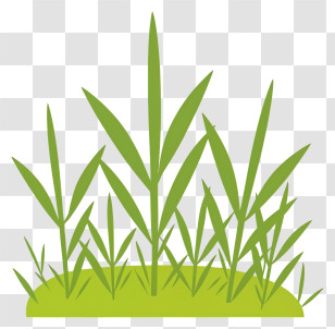 Grass Field - Green Grass Illustration Transparent PNG