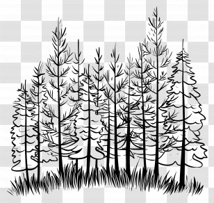 Forest - Black And White Forest Silhouette Transparent PNG