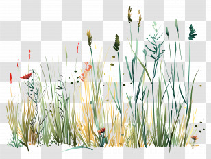 Meadow Grass - Illustrated Field Plants With Wildflowers And Grasses Transparent PNG
