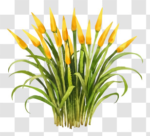 Cartoon - Yellow Flowers In A Bunch Transparent PNG