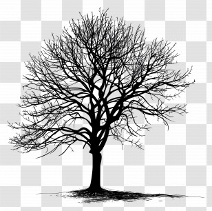 Tree - Bare Tree Silhouette In Winter Theme Transparent PNG