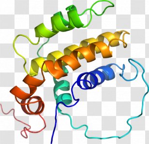 Organism Line Clip Art - Food Transparent PNG