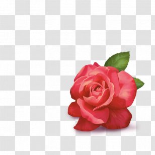 Garden Roses Flowering Tea Green Earl Grey - Petal Transparent PNG