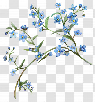 Forget Me Nots - Forget-Me-Not Flowers Branch Illustration Transparent PNG