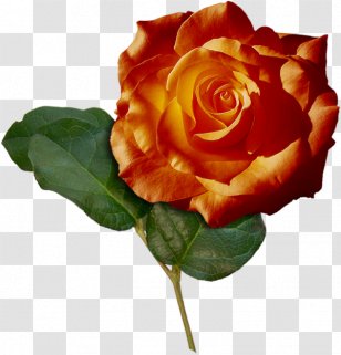 Ipomoea Nil Flower Garden Roses Green - Floribunda - Orange-red Floral Decoration Pattern Transparent PNG