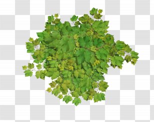 Leaf Stock Photography Tendril Snow Pea Clip Art Transparent PNG