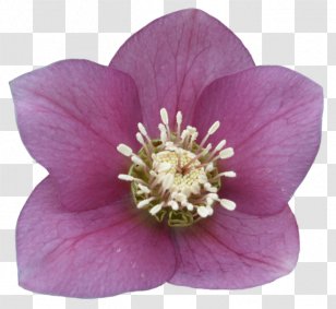 Clip Art - Petal - Hellebore Transparent PNG
