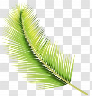 Leaf Plant Flower Terrestrial Stem - Touchmenot Transparent PNG