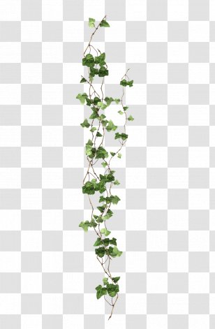 Vine Ivy Plant Transparent PNG