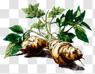 Jerusalem Artichoke - Organic Root Vegetables Transparent PNG