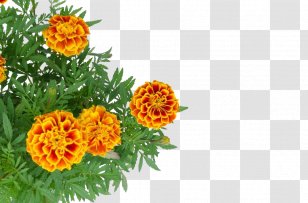 Mexican Marigold Stock Photography - Yellow - Chrysanthemum Decoration Transparent PNG