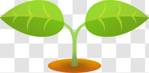 Icon - Sprouting Plant With Green Leaves Illustration Transparent PNG