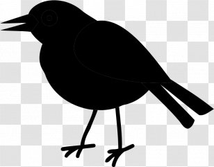 American Crow Clip Art Common Raven Fauna Silhouette - Songbird - Vertebrate Transparent PNG