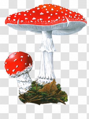 Fly Agaric Mushroom Center Fungoterapii Irina Filippova Product Design - Table Transparent PNG