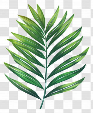 Palm Leaf - Tropical Green Palm Leaf Illustration Transparent PNG