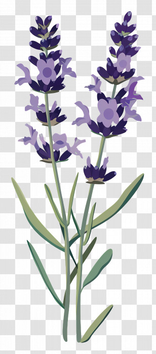 Lavender - Purple Lavender Plant Blooms Transparent PNG