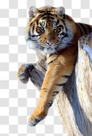 Lion Panther Cat Felidae Cheetah - Caracal Transparent PNG