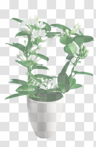 Flower Flowering Plant Flowerpot Houseplant - Anthurium - Stem Mock Orange Transparent PNG