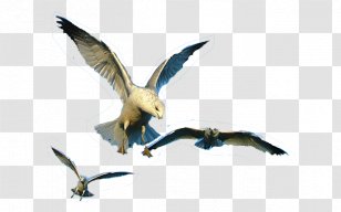 Water Bird Goose Beak Cygnini - Wildlife Transparent PNG