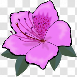 Flower Clip Art - Pink Family - Spring Vector Material Transparent PNG