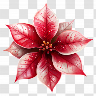 Christmas Flower - Red Poinsettia Flower With Elegant White Speckles Transparent PNG