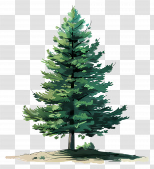 Pine Tree - Illustration Of A Pine Tree Transparent PNG