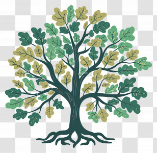 Oak Tree - Green Leafy Tree Illustration Transparent PNG
