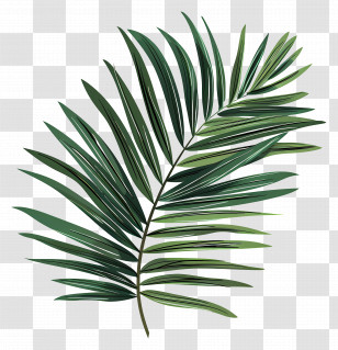 Palm Leaf - Green Tropical Palm Leaf Illustration For Nature Design Transparent PNG