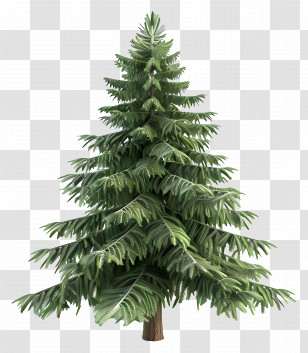 Evergreen Tree - Realistic Pine Tree Illustration Transparent PNG