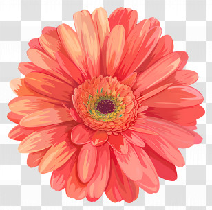 Gerbera Daisy Flower - Beautiful Orange Gerbera Flower Transparent PNG